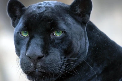 Black Panther's Green Eyes   3840x2160   4K 16/9 (Ultra HD, UHD ...