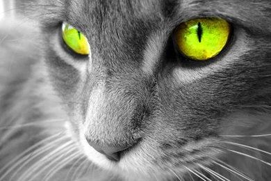 1920x1080px Black Cat Wallpapers Green Eyes