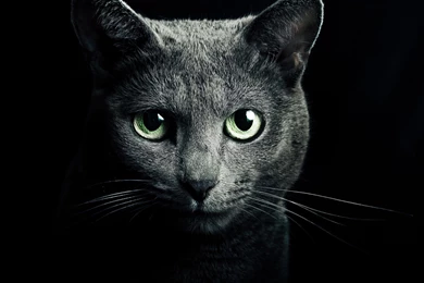 Black Cats With Green Eyes Wallpapers   Wallpaper.