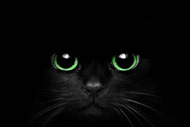 Pictures > Black Cat With Green Eyes Pictures
