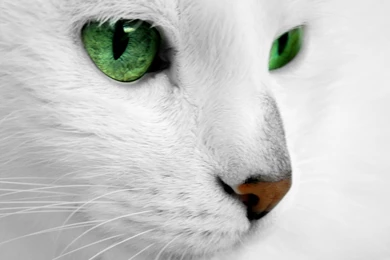 White Cat With Green Eyes Wallpapers