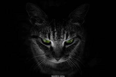 Cat, Animals, Black Background, Green Eyes Wallpapers HD