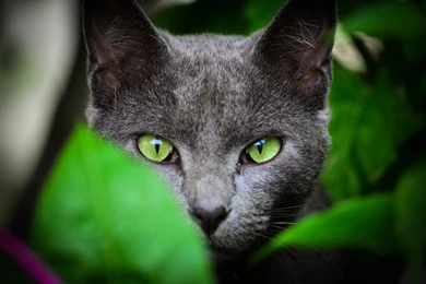 Face, Leaves, Animals, Cat, Green Eyes Wallpapers HD