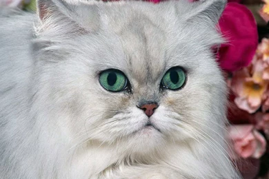 Big Cat With Green Eyes Photo Wallpapers   Cats Wallpapers