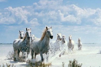 HD Wallpapers: Beautiful Desktop Wallpapers