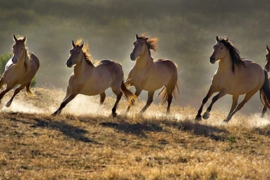 Horse Quotes Wallpaper. QuotesGram