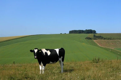 Cow Animal HD Wallpapers