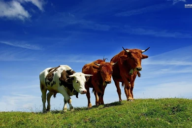 Cows Wallpapers   Animal Wallpapers