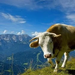 Dutch Holstein Friesian Cows Wallpapers ~ Trends Wallpapers