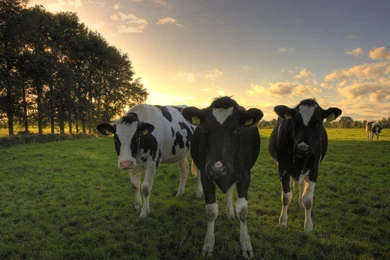 Dutch Cows Wallpapers