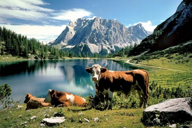 Cows: Riverside Cows Animal Field Cow Steppe Nature Mountain ...