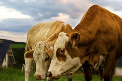 Cute Cow Wallpapers For Desktop In HD