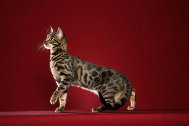 Bengal Cat Desktop Wallpapers   , New Wallpapers, New Wallpapers