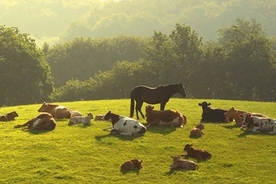 Download Wallpapers 3840x2160 Cows, Horses, Grass, Night, Trees ...