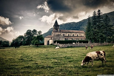 Cows HD Desktop Wallpapers : High Definition : Fullscreen : Mobile ...