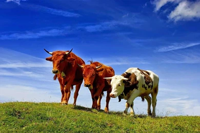 Animals, Nature, Cows Wallpapers HD