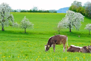 Spring Cows Widescreen Wallpapers