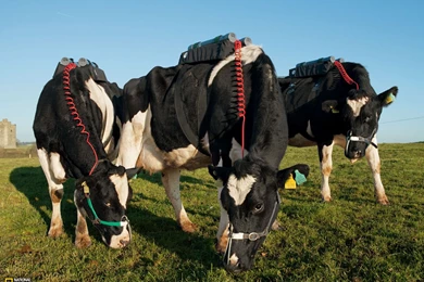 Photography   Desktop Wallpapers   National Geographic Magazine