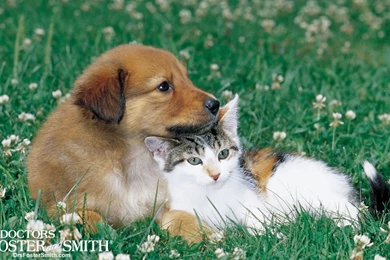 Free Desktop Wallpapers Compliments Of Drs. Foster & Smith Pet Supplies