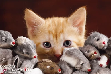 Free Desktop Wallpapers Compliments Of Drs. Foster & Smith Pet Supplies