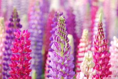 Pictures > Pink And Purple Flowers Backgrounds