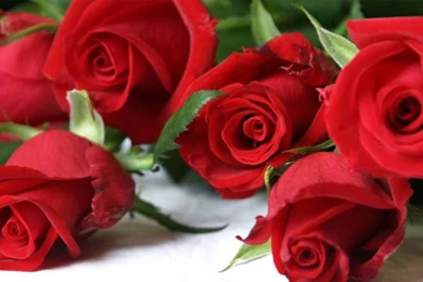 Mind Blowing HD Red Rose Wallpapers ~ Allfreshwallpapers