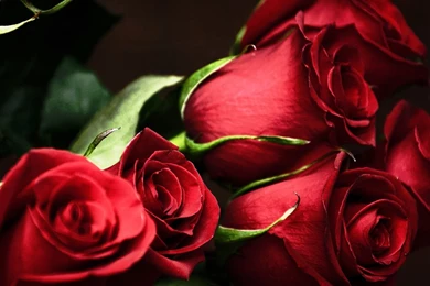 Red Roses, Most Popular Rose, Rose Wallpapers, Beautiful Rose, Red ...