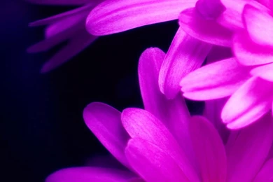 Purple Pink Daisy Flower Bouquet Macro iPhone 6 Wallpapers Download ...