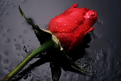 Beautiful Red Rose Wallpapers   Colors Wallpapers (34511935)   Fanpop