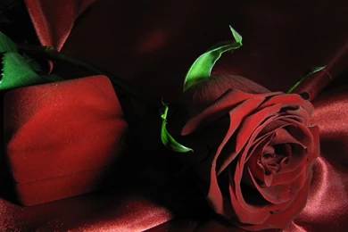 Red Rose Wallpapers   Flower Wallpapers