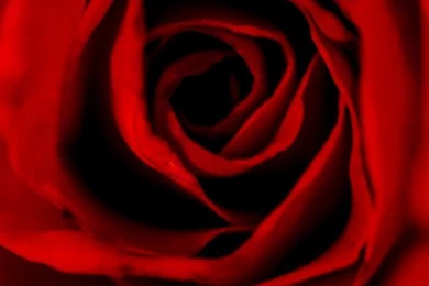 Red Roses HD Desktop Wallpapers : Fullscreen : Mobile