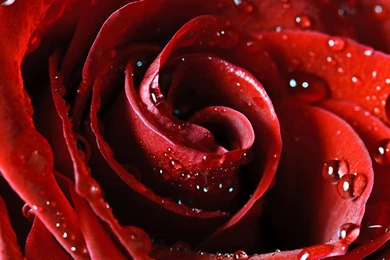 Red Rose Wallpapers Perfect.