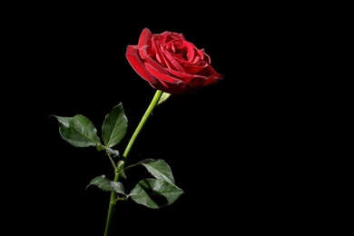 Full screen black and red rose wallpaper.jpg
