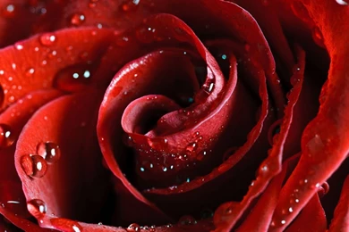 Red Rose Wallpapers Nice.