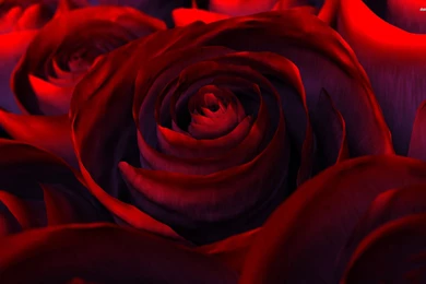 Perfect Red Roses Wallpapers   Flower Wallpapers