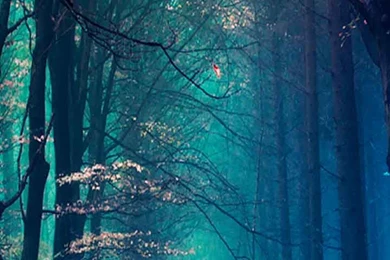 Download Free Nature/Landscape Mobile Phone Wallpapers For All ...