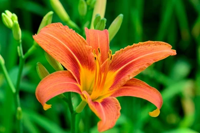 Organic Photos, Plants, Green, Iphone Desktop Images, Sky, Samsung ...