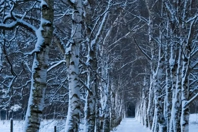 Birch Trees Alley, Winter HD Desktop Wallpapers : High Definition ...
