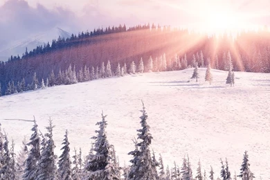 Download Winter Iphone Wallpapers Phone