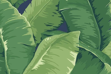 Bold Banana Leaf Wallpapers   Jaima Company