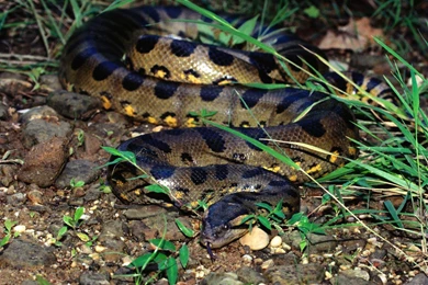 Anaconda Snake HD Wallpapers