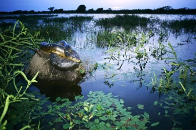 Animals World: Anaconda Wallpapers Big Anaconda Snakes