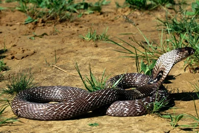 Desktop anaconda snake wallpaper.jpg