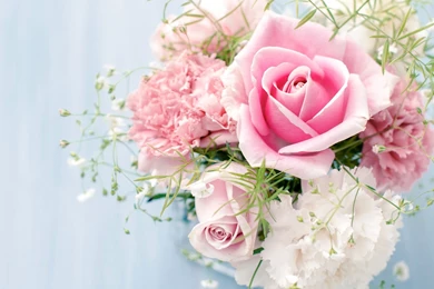 Roses Flowers Carnations White Flower Rose Wallpapers