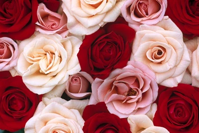 Pink Red White Roses   (
