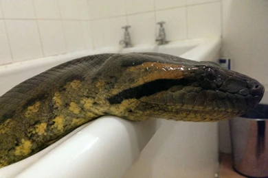 Green Anaconda 8   High Definition : Widescreen Wallpapers