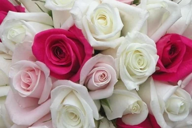 Download Wallpapers 640x960 Roses, Flowers, White, Pink, Flower ...