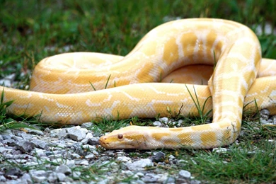 Anaconda Snake White Hd Images