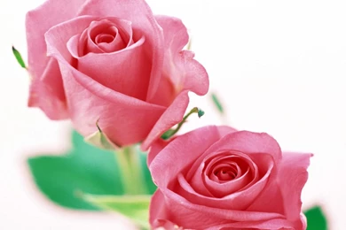 Light Pink Roses   Wallpaper.