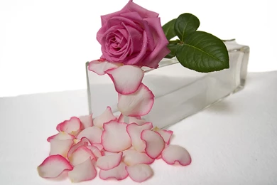 White Rose Desktop Wallpapers 15630